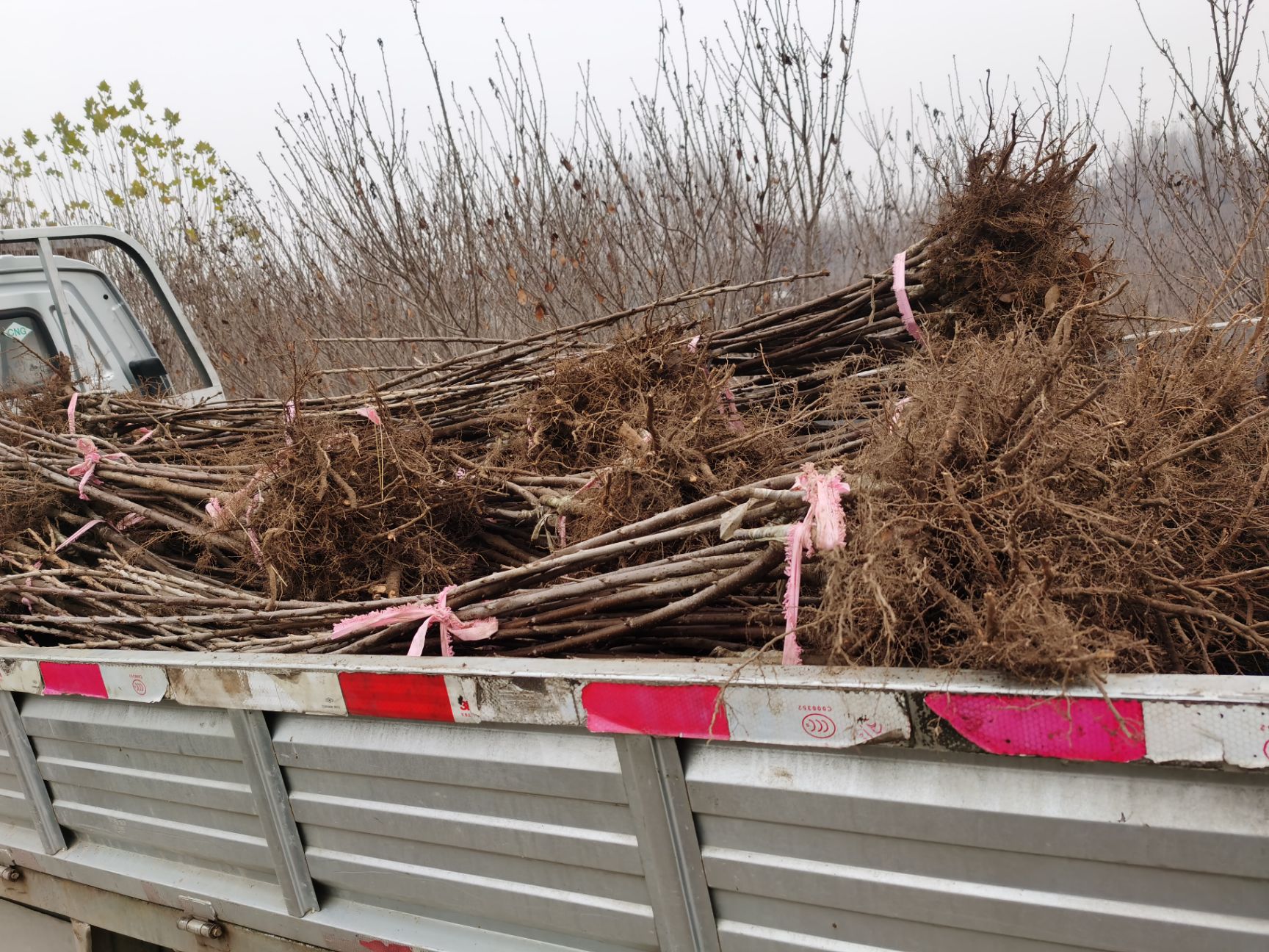 早大果樱桃苗  吉塞拉矮化樱桃苗早大果红灯萨米脱美早齐早鲁樱三号瑞德拉宾斯等
