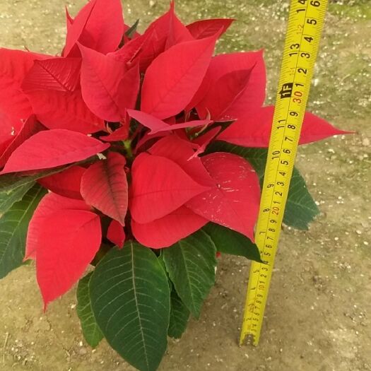 四会市一品红树莓苗 一品红圣诞花年肖花