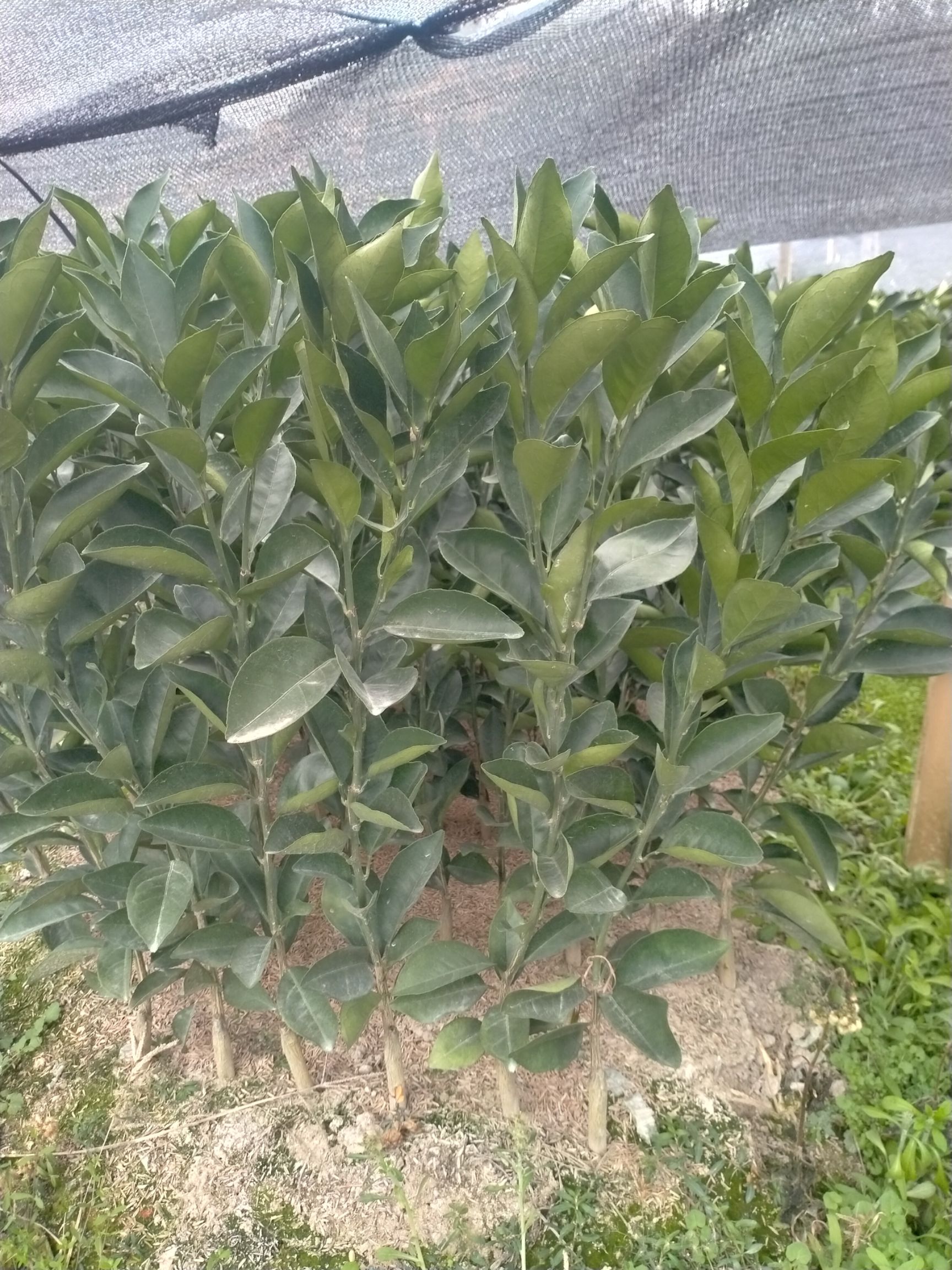 血橙苗  纽荷尔脐橙苗