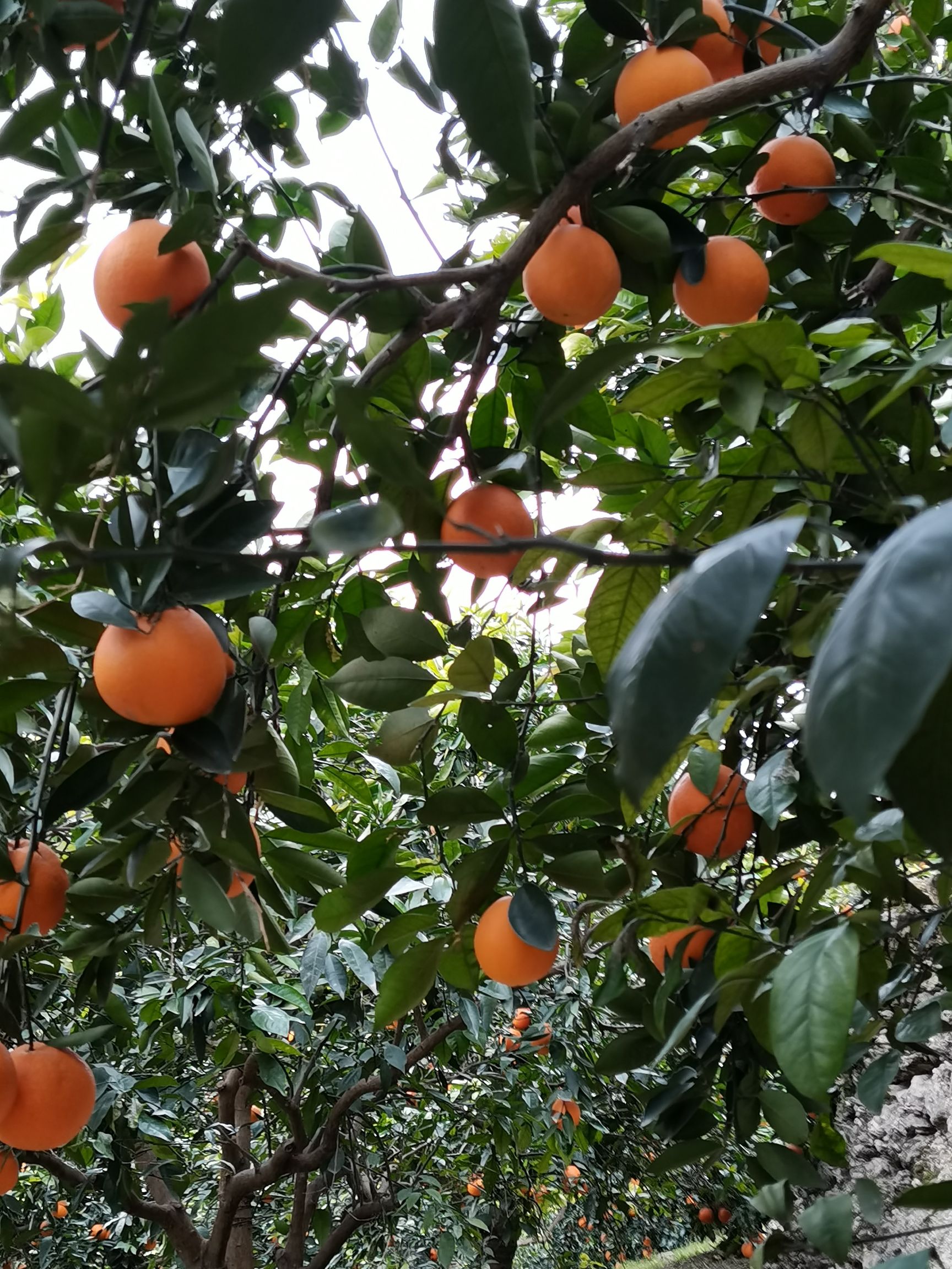 正宗的奉节脐橙，支持电商拿货，一件代发