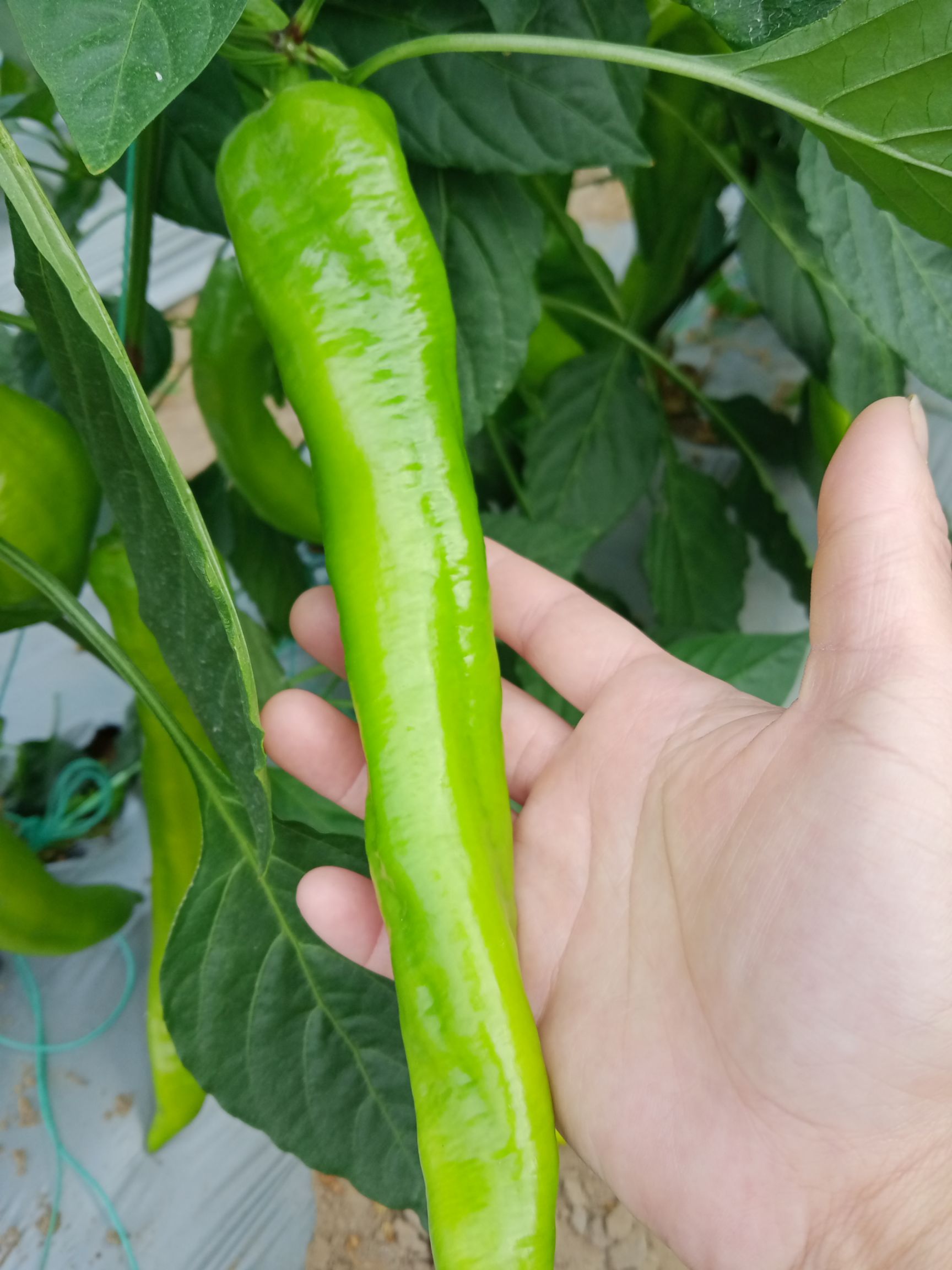 福建漳州诏安，精品黄皮辣椒，螺丝椒，富晒产地，无污染，无农药