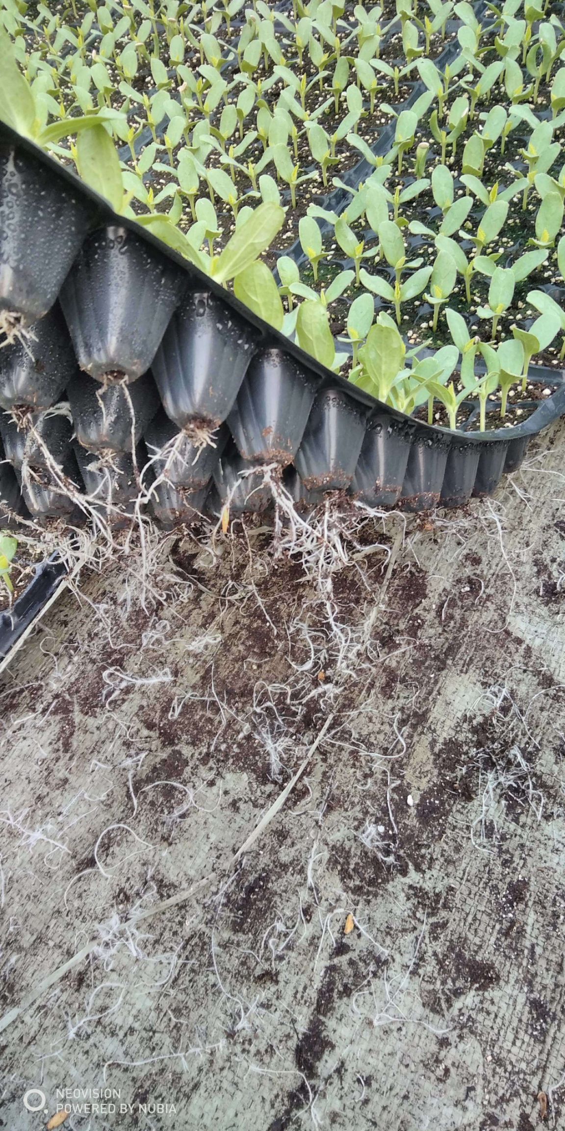 栽培基质  育苗基质，山东莘县育苗基质，好基质，育好苗