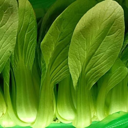 沈阳上海青 油菜