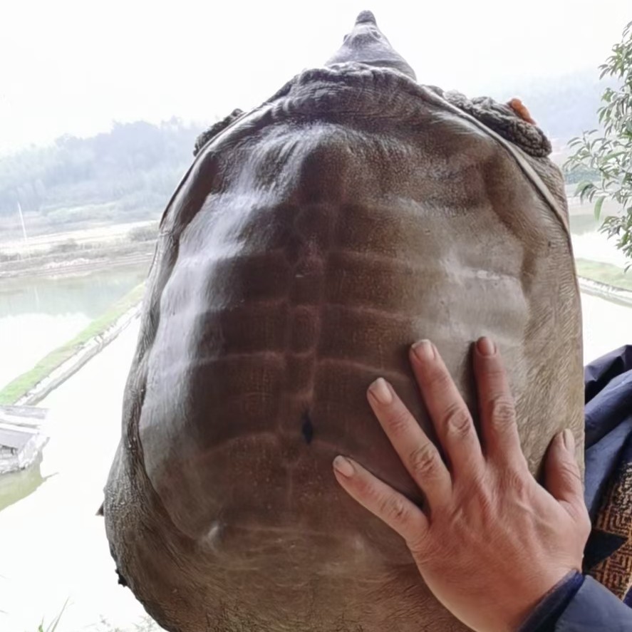 中华水鱼  聚餐送礼就选九年以上精 品老甲鱼，滋补有面儿