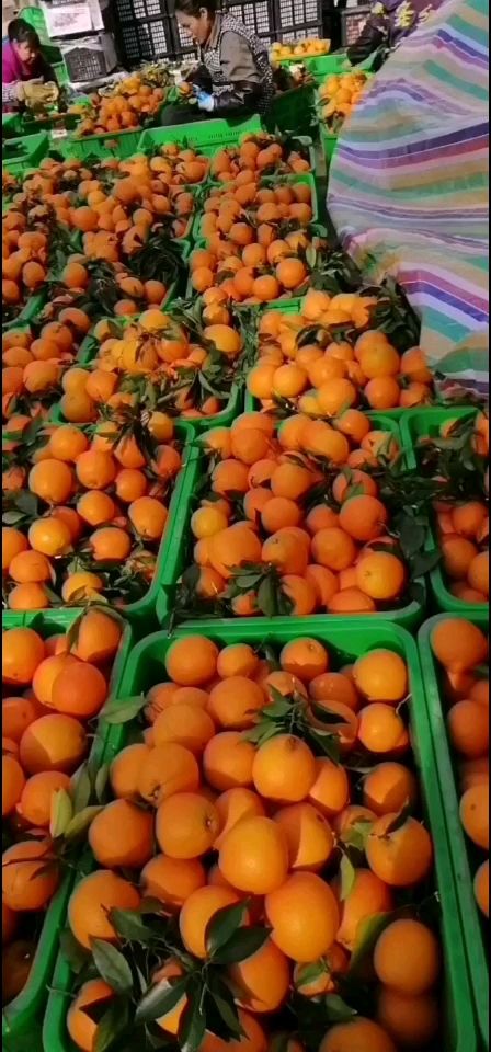正宗的奉节脐橙，支持电商拿货，一件代发
