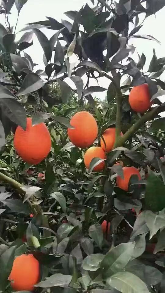正宗的奉节脐橙，支持电商拿货，一件代发