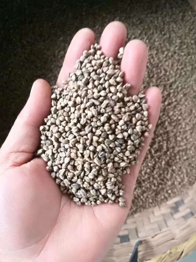 苦荞面 苦荞