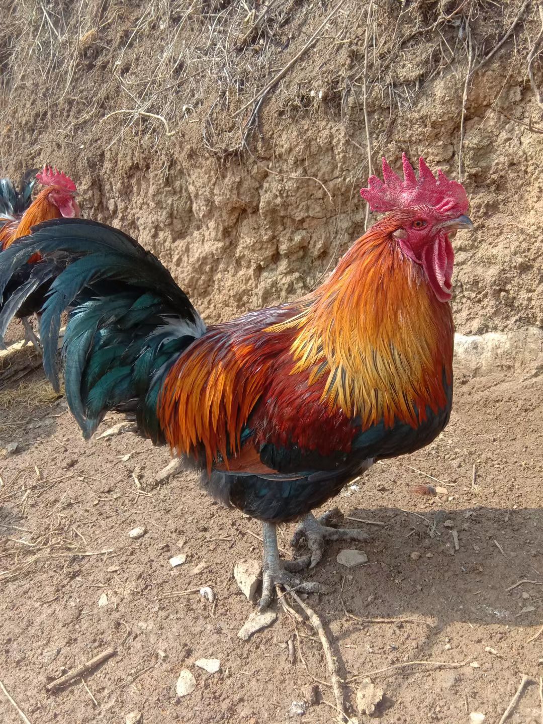 瑶鸡 全天放养跑山鸡，跑山来的味道，飞一般的感觉。包谷生长发育，