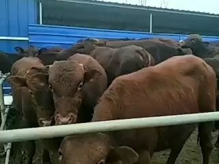 欢迎前来选购大小利木赞肉牛