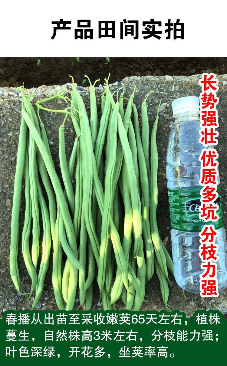 四季豆种子  锦绣绿翡翠架豆角种子四季无筋无柴芸豆种籽