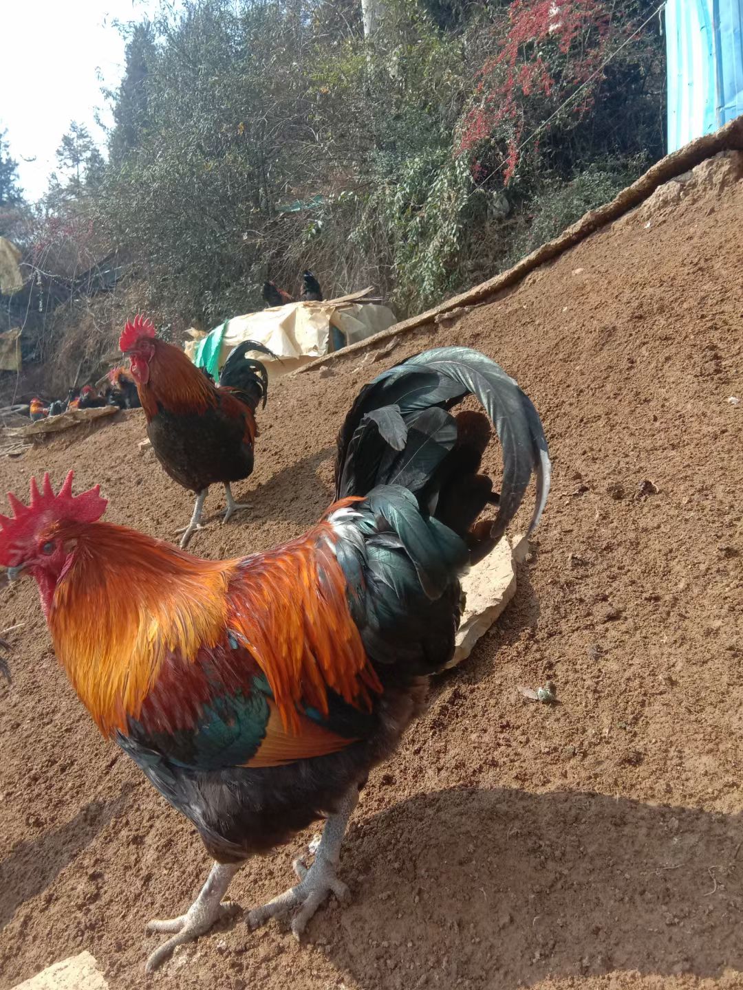 瑶鸡 全天放养跑山鸡，跑山来的味道，飞一般的感觉。包谷生长发育，