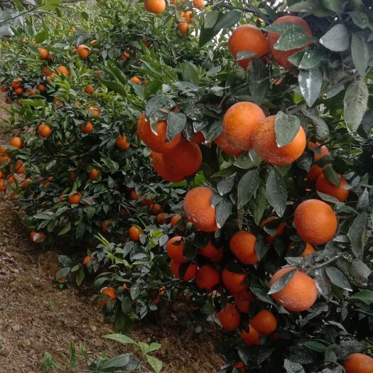 田东县黄果柑  沃柑  花皮果