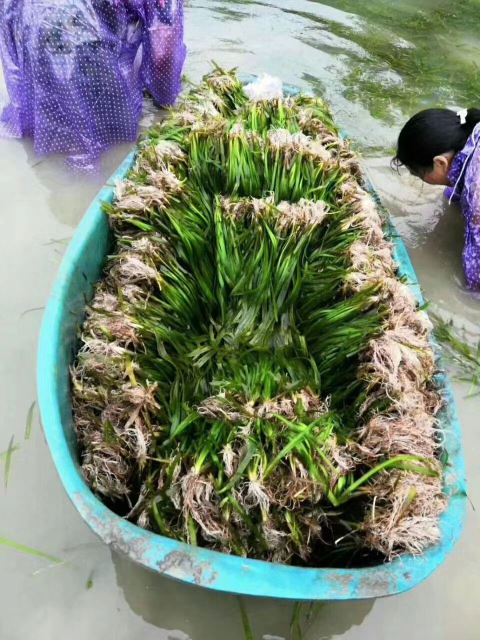伊乐藻《吃不败，四季草》长年供应