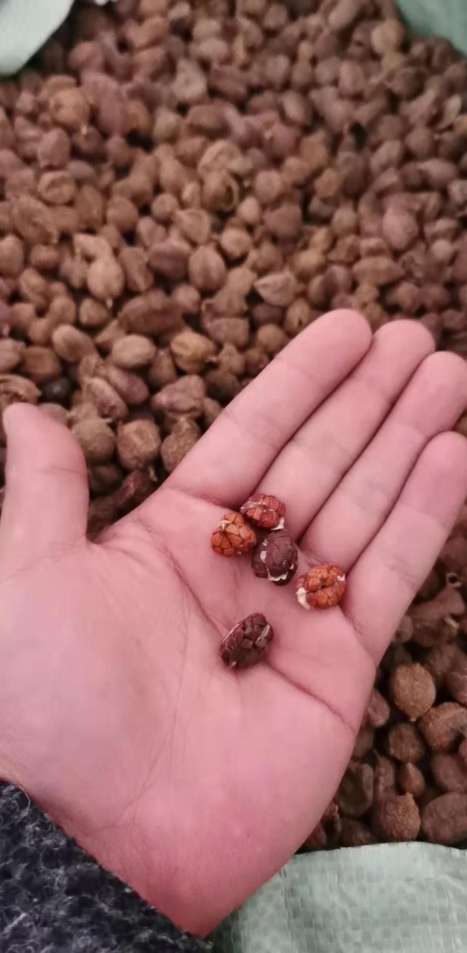 砂仁苗  砂仁，阳春砂仁