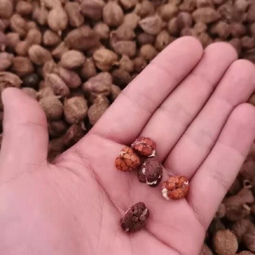 勐腊县砂仁苗  砂仁，阳春砂仁