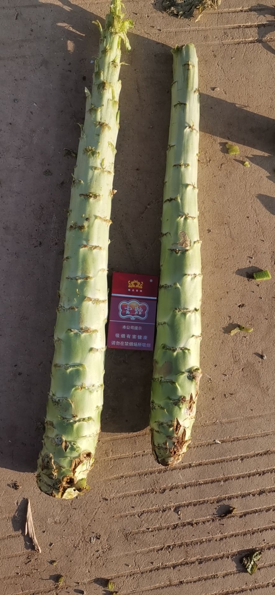 莴笋杆子  一米青莴笋  云南高原精品莴笋莴苣青