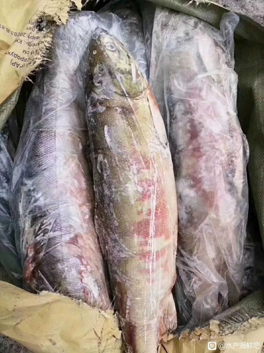 马哈鱼  大鱼，产红鱼籽的大鱼，优等品，每条6-10斤