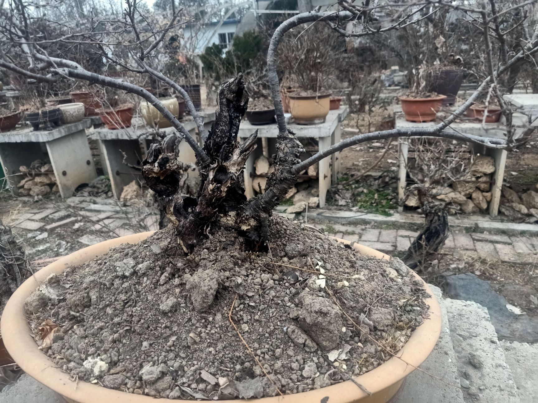 金雀花 北金雀盆景老桩