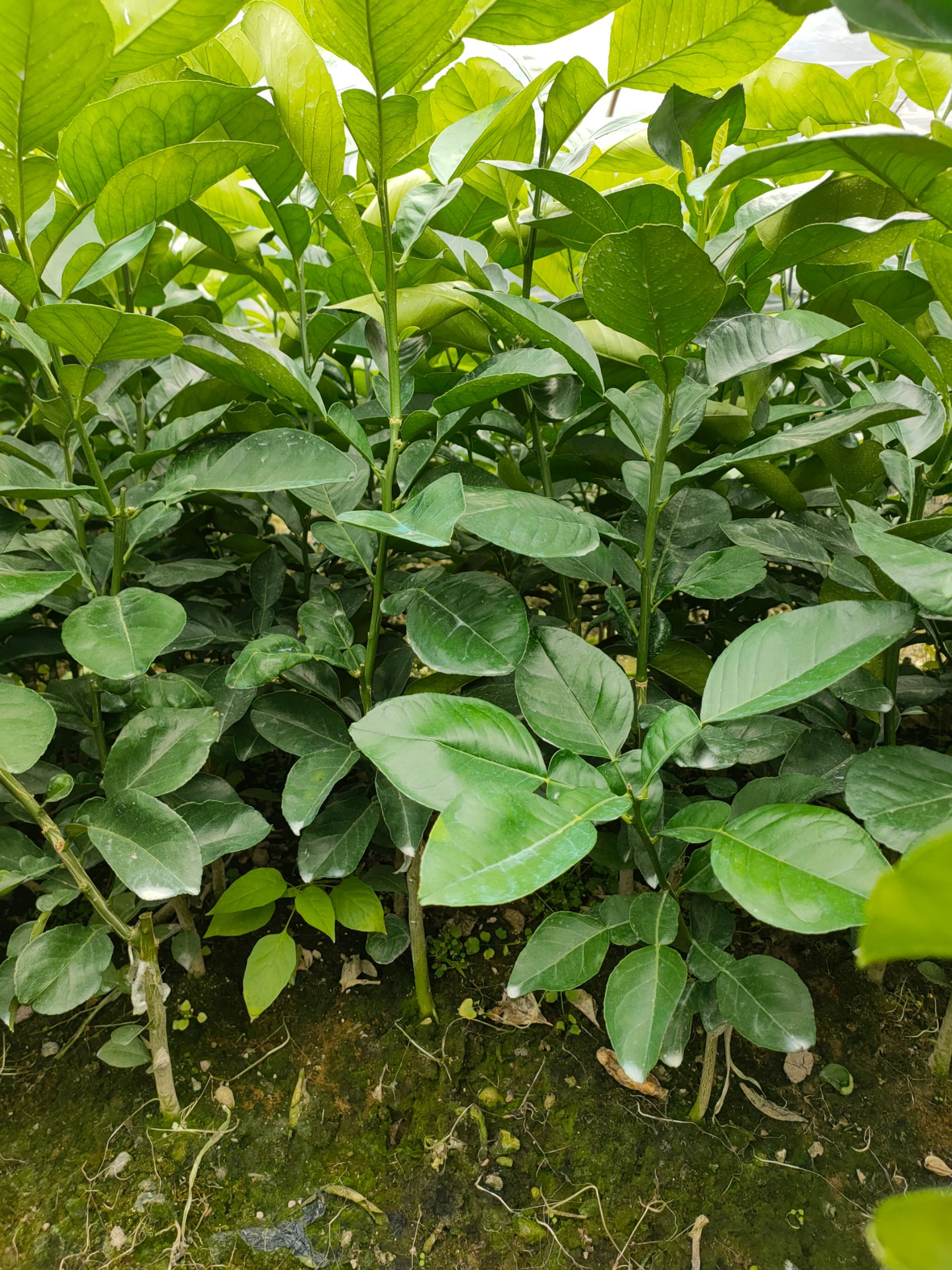 蜜柚苗  新品:泰国暹罗红柚苗（泰国三红柚苗）基地直供.现挖现发