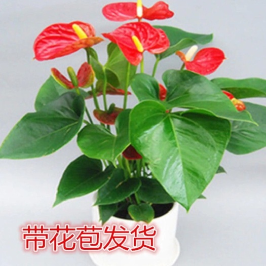 红掌盆栽  带花发货  四季常青绿植花卉 净化空气  包邮