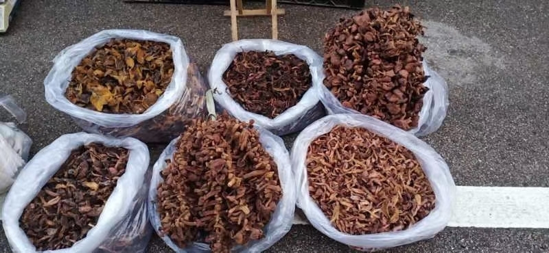 喀左縣鉚釘菇  東北紅蘑，原產(chǎn)地，樣式多，大量可批發(fā)零售