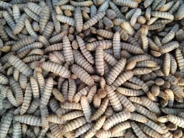  黑水虻冻虫鲜虫大量出售
