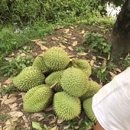 藤县金枕榴莲  泰国金枕头榴莲