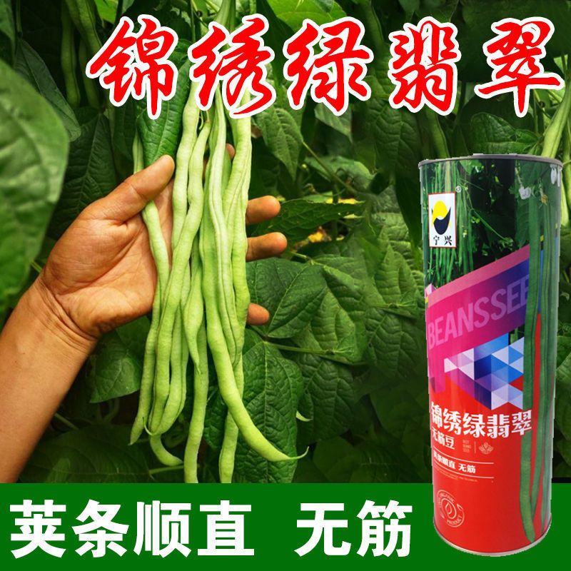 四季豆种子  锦绣绿翡翠架豆角种子四季无筋无柴芸豆种籽