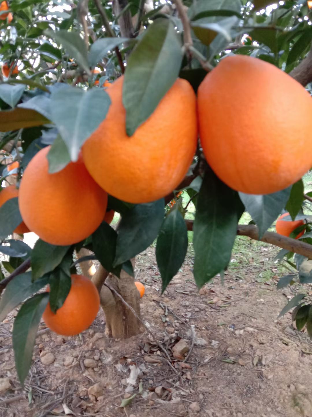 正宗的奉节脐橙，支持电商拿货，一件代发