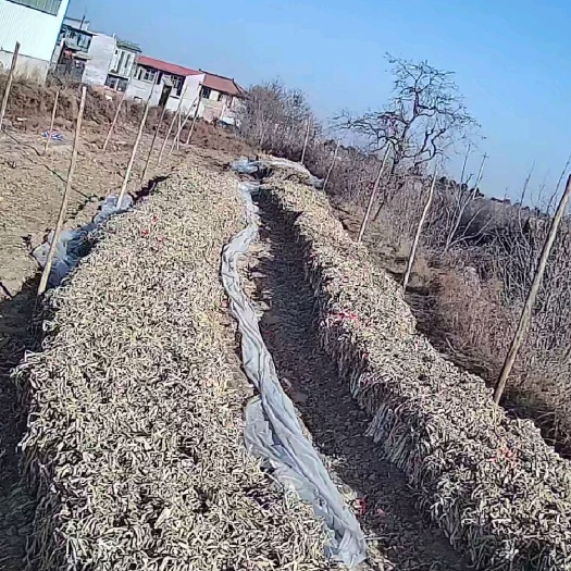 万荣县 万泉大葱十几万斤