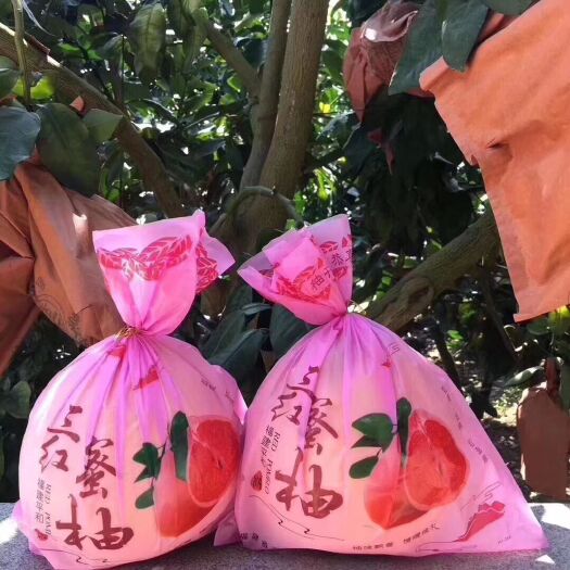 平和县琯溪三红蜜柚苗（三红柚苗）产地直销.现挖现发.提供种植技术指