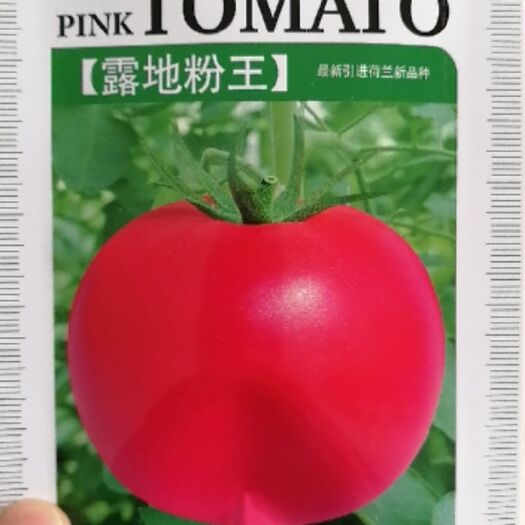 咸阳粉果番茄种子  西红柿露地专用品种，抗ty病毒，耐雨