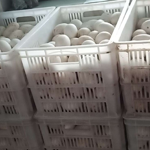 祁县大三花鹅种蛋  货源充足 受精率保证 场地直销