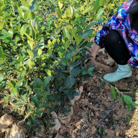 攸县油茶苗  油茶嫁接苗，靓的可以一棵棵卖。小单也是爱！