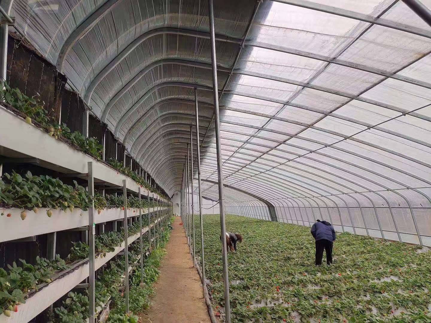 种植大棚  温室大棚  蔬菜大棚 量大可包工包料