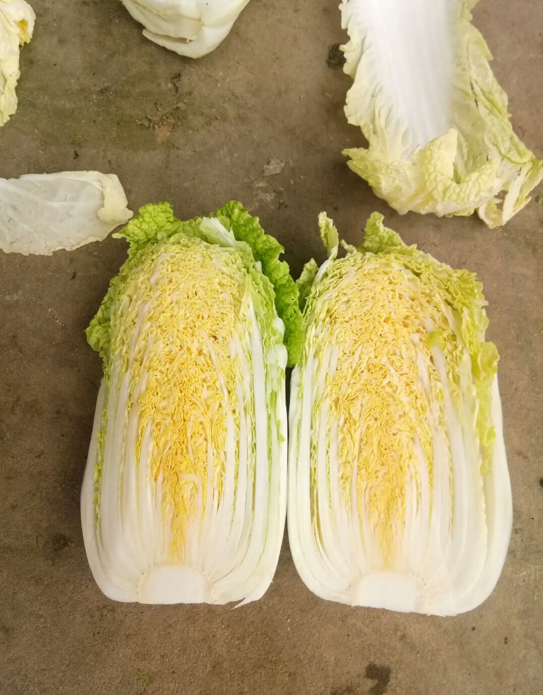  黄心娃娃菜