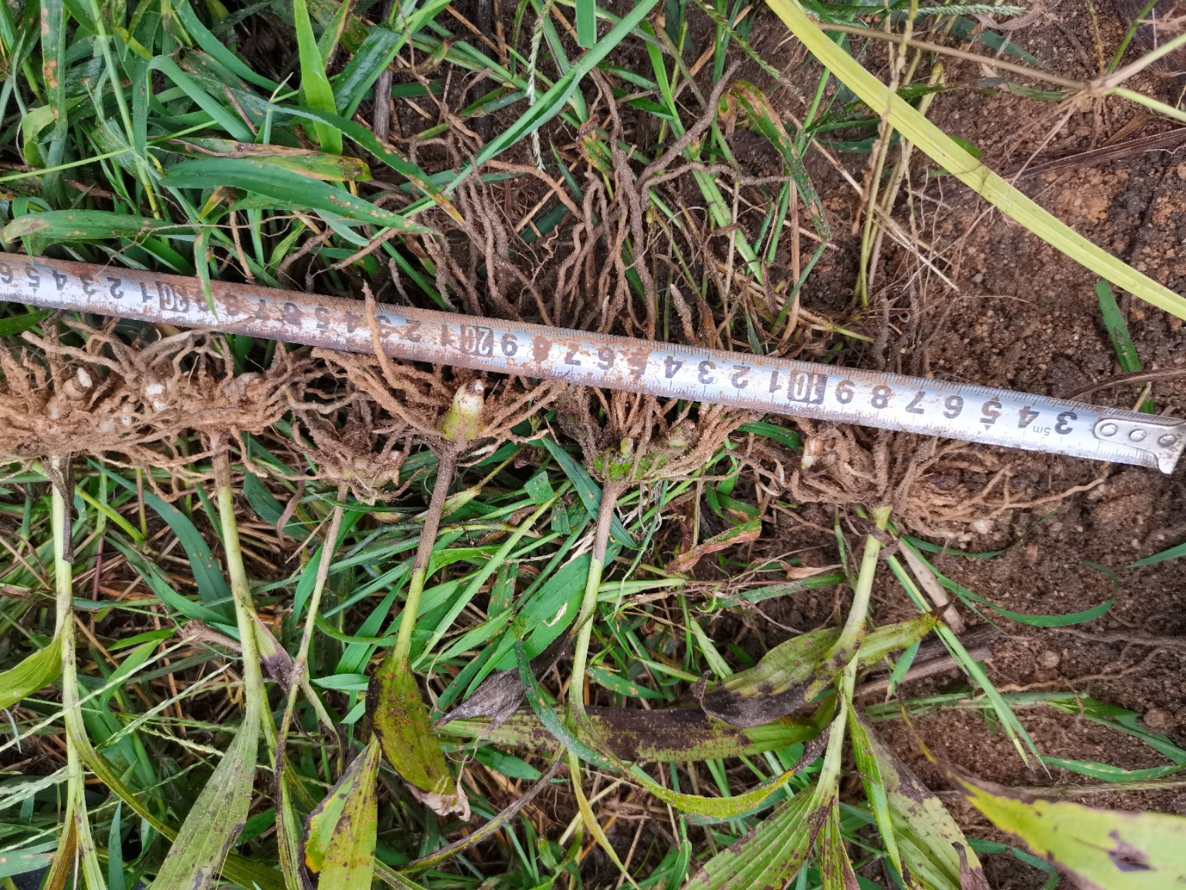 紫花白芨苗  大别山紫花三叉大白芨苗