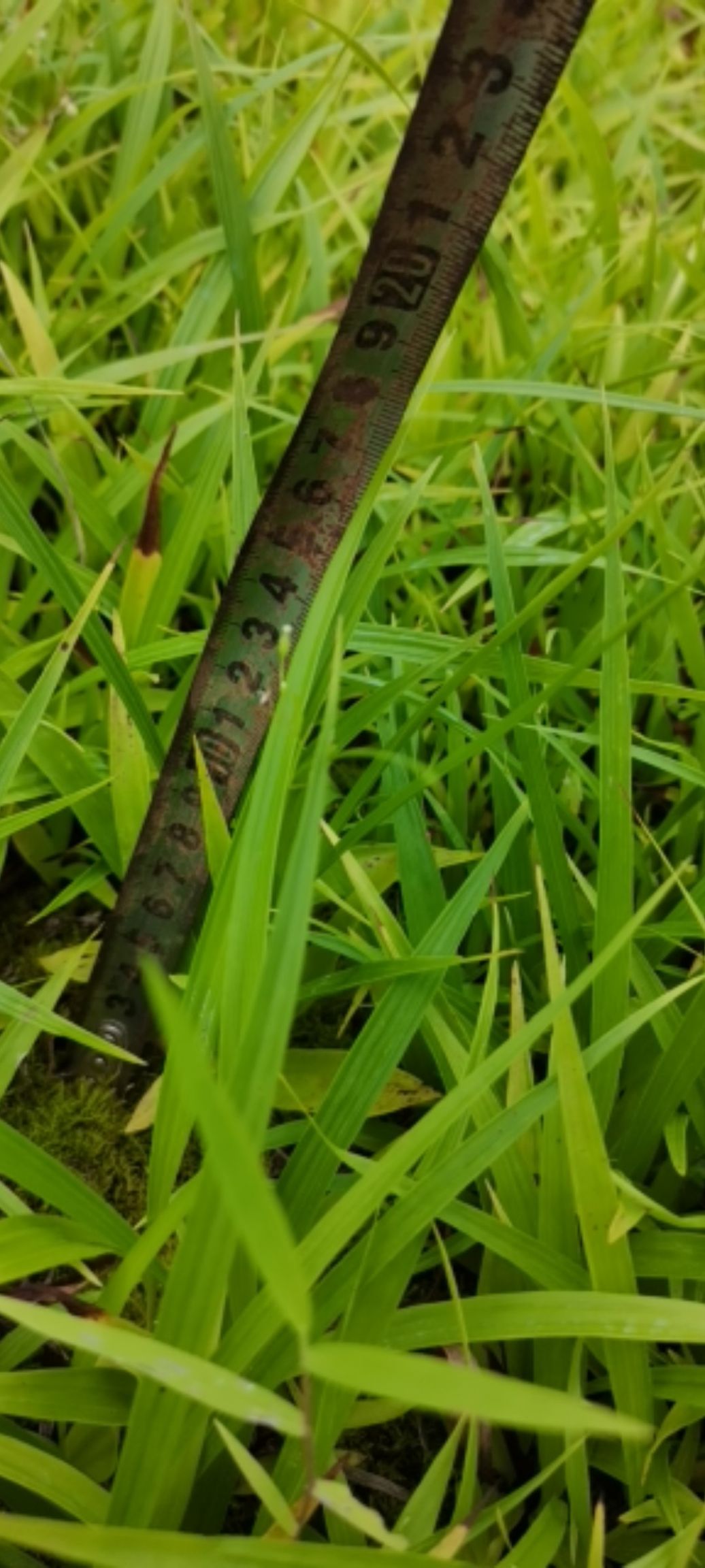 紫花白芨苗  大别山紫花三叉大白芨苗