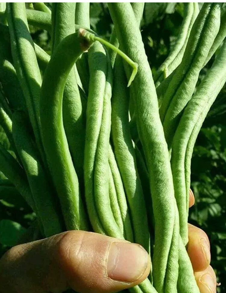 四季豆种子  锦绣绿翡翠架豆角种子四季无筋无柴芸豆种籽