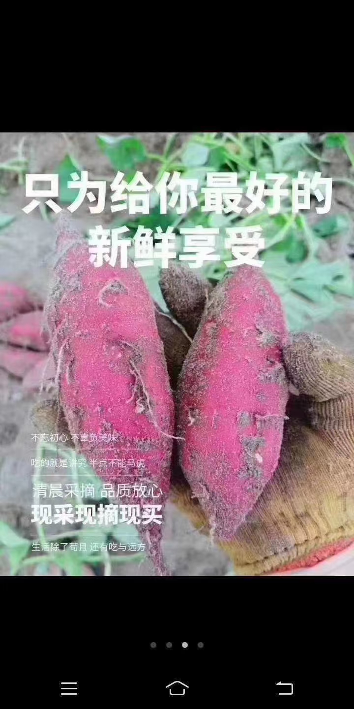 【优选】海南红薯 桥头红薯 地瓜精品 实图拍摄 沙