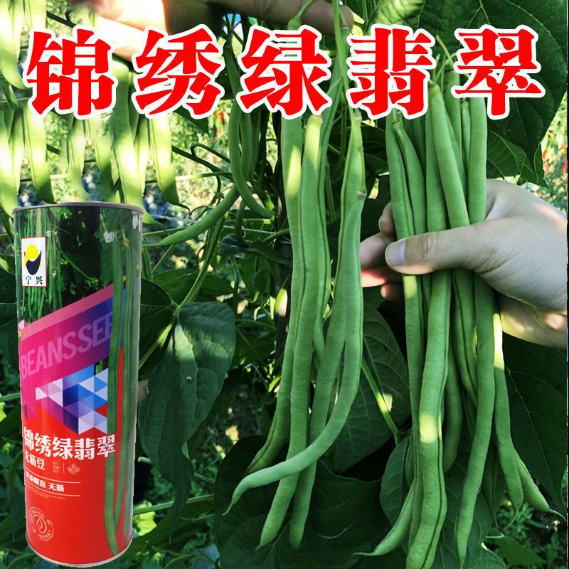 四季豆种子  锦绣绿翡翠架豆角种子四季无筋无柴芸豆种籽