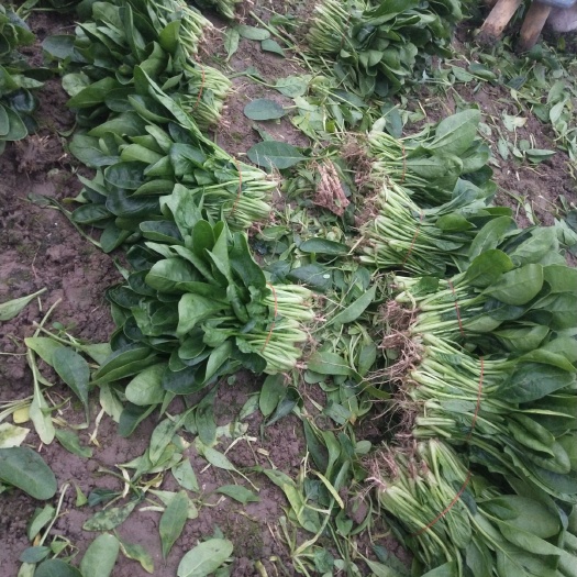 南通小叶菠菜 20~25cm 