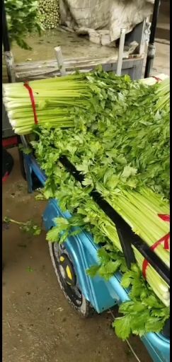 新野县西芹
