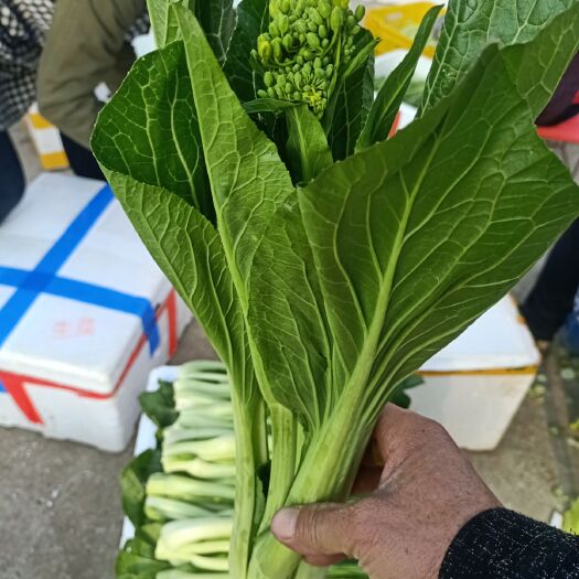 富川县菜苔 千亩精品迟菜心基地