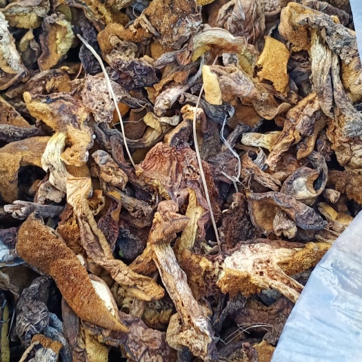 喀左县蘑菇 松蘑 也叫黄磨 黄粘团子  辽西原产地 黄松蘑条