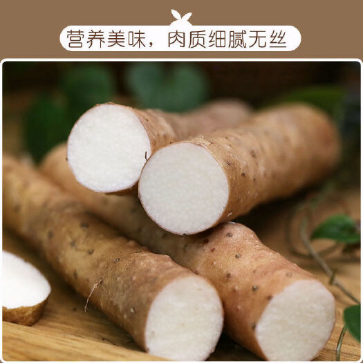 安平县小白嘴山药