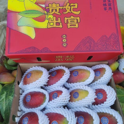 三亚贵妃芒