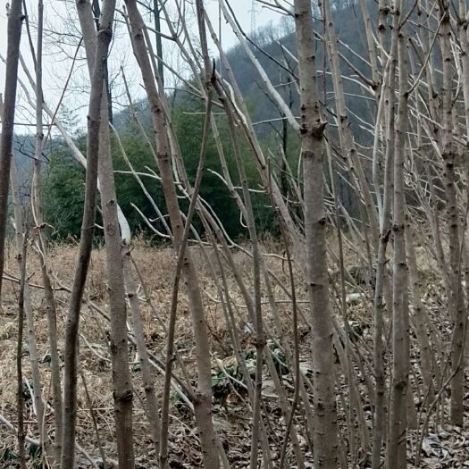 保康县七叶树又名梭罗树，三年苗，五年苗和六年苗。七叶树十到二十公分