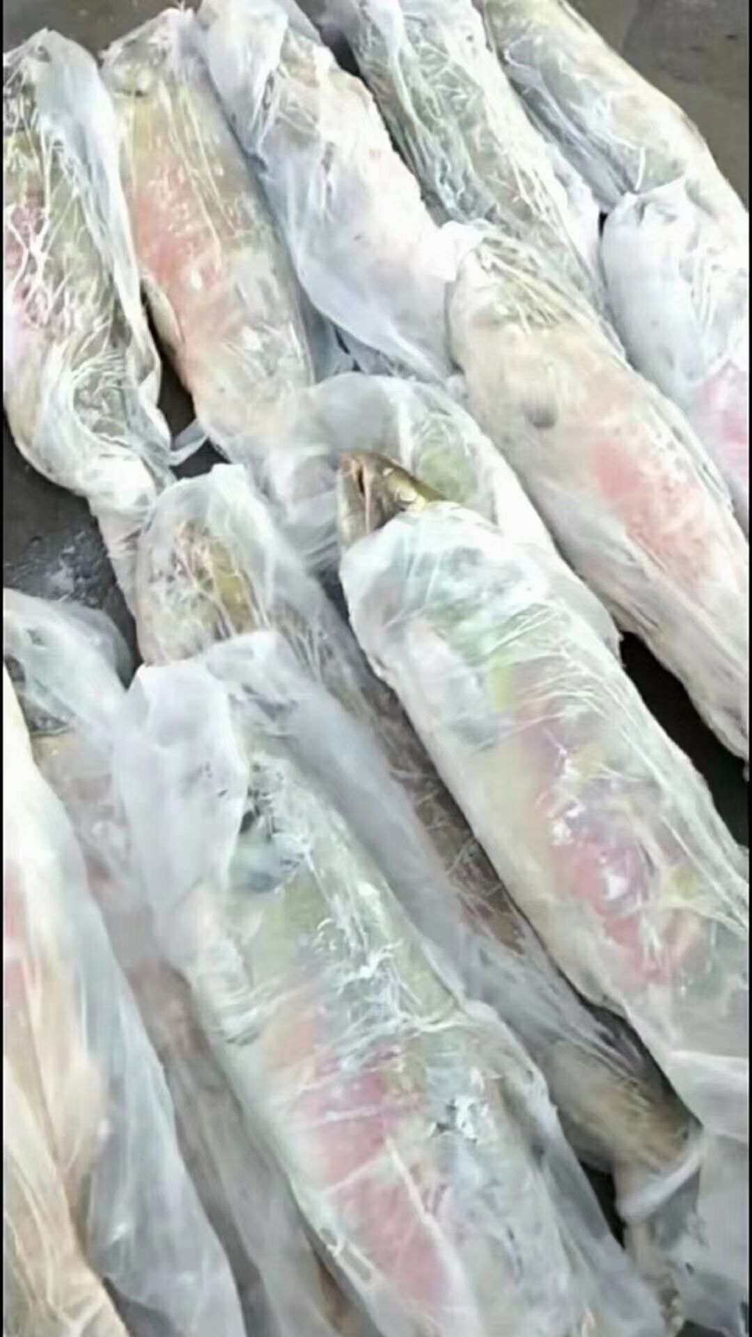马哈鱼  大鱼，产红鱼籽的大鱼，优等品，每条6-10斤