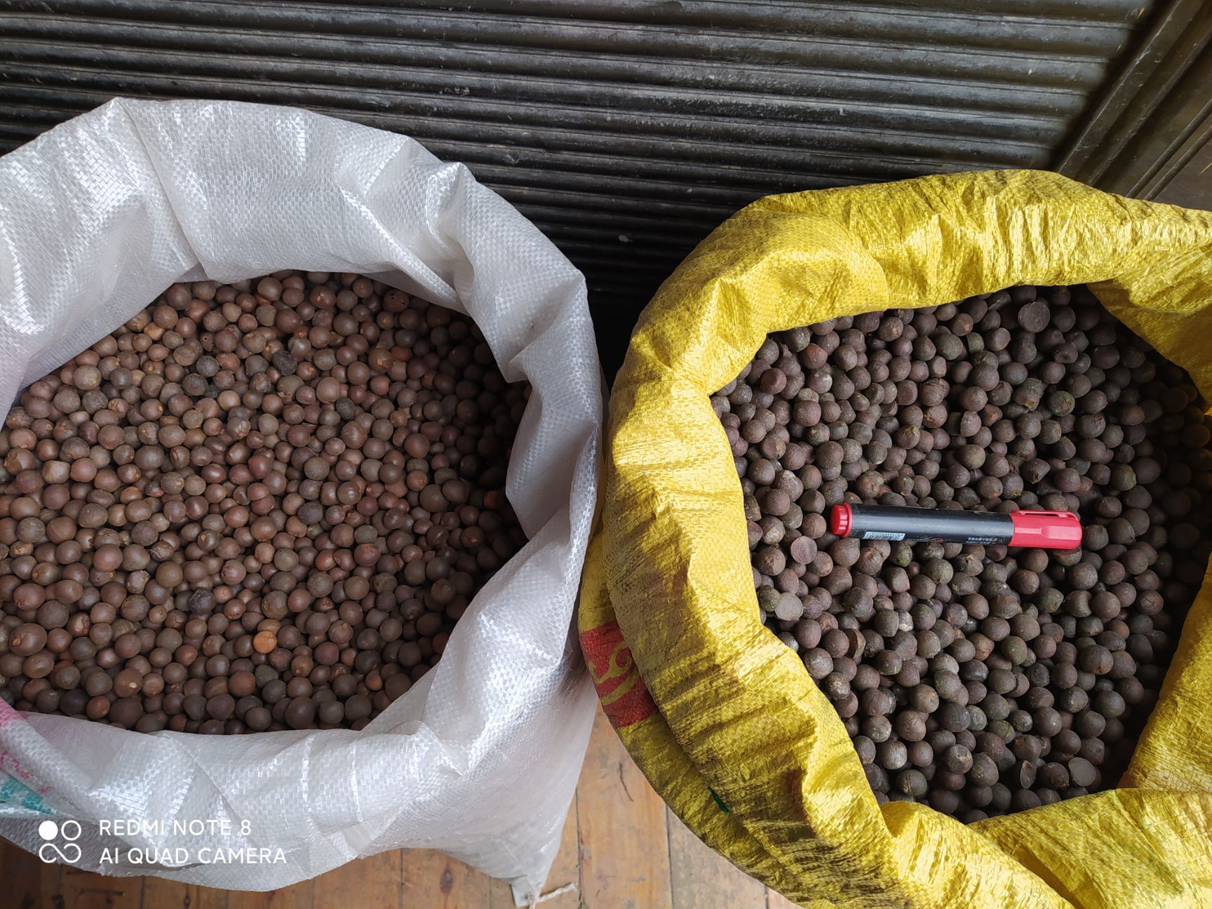 石阡县贵州铜仁茶叶籽易种植产量高抗病强茶叶种子产地直发非油茶子